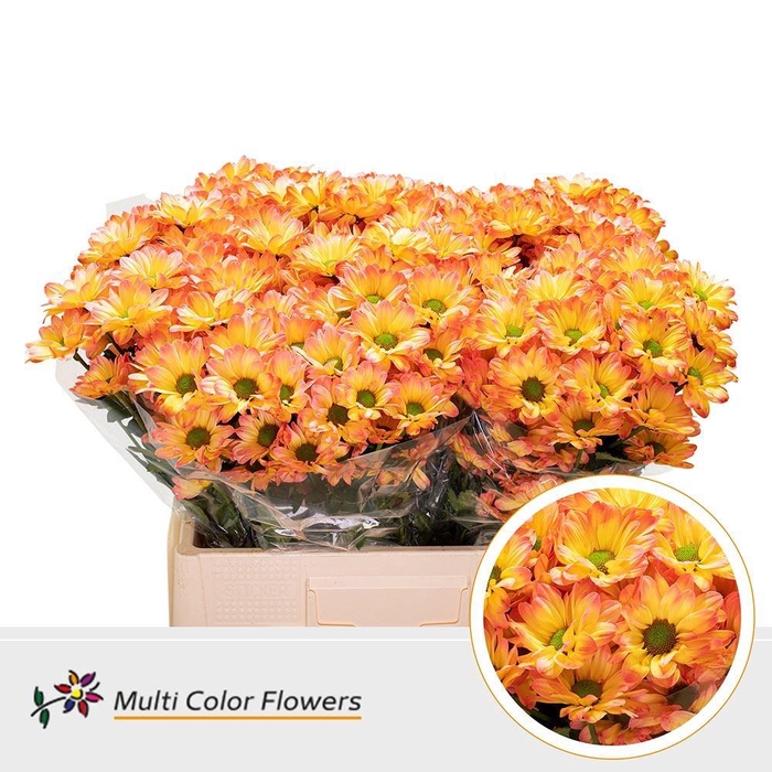 <h4>Chrysanthemum TR   ...colored H%</h4>