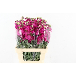 MATTHIOLA IRON RED