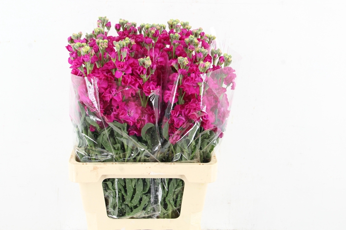 <h4>MATTHIOLA IRON RED</h4>