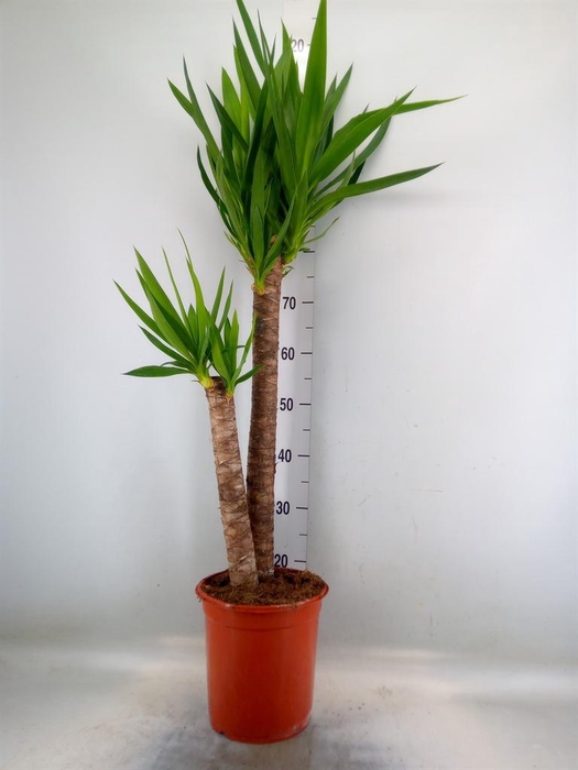 <h4>Yucca   ...</h4>