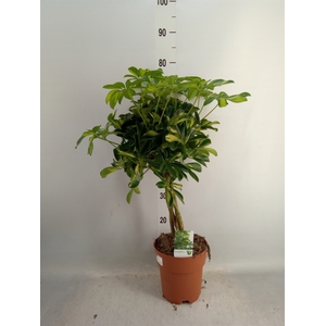 Schefflera arbor. 'Compacta'