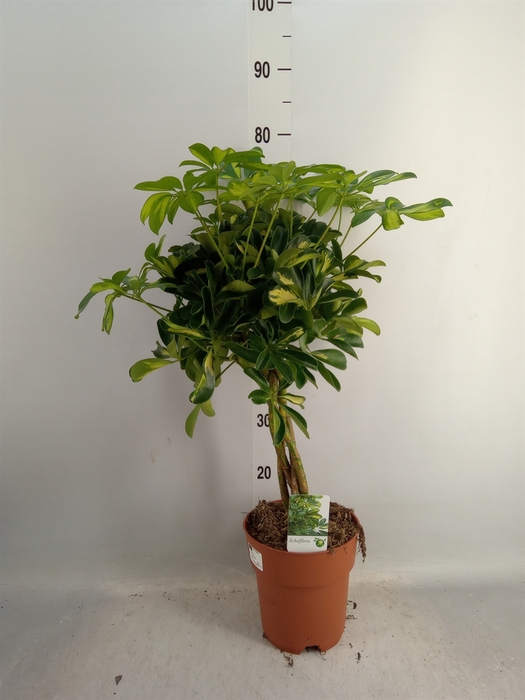 <h4>Schefflera arbor. 'Compacta'</h4>