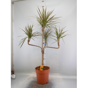 Dracaena marg. 'Bicolor'