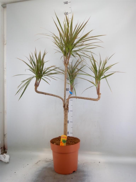 <h4>Dracaena marg. 'Bicolor'</h4>