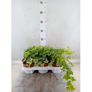 Hedera helix 'Goldchild'
