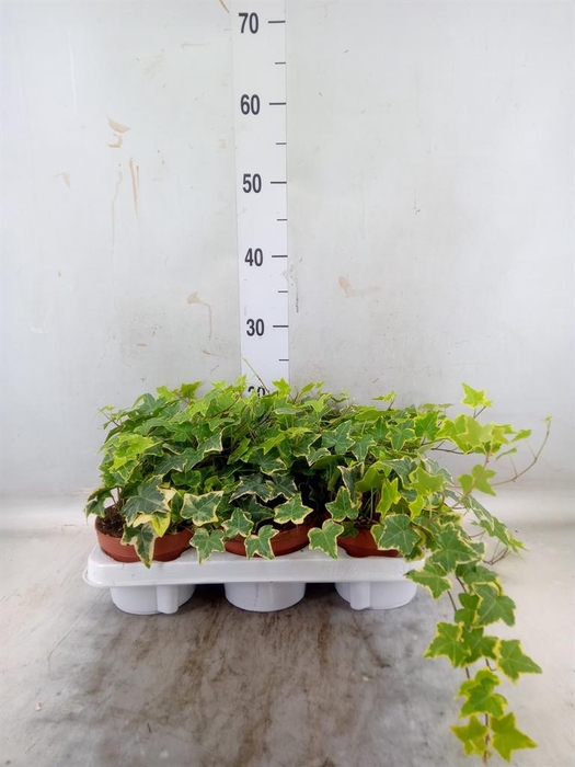 <h4>Hedera helix 'Goldchild'</h4>