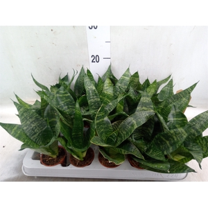 Sansevieria trifa. 'Hahnii'