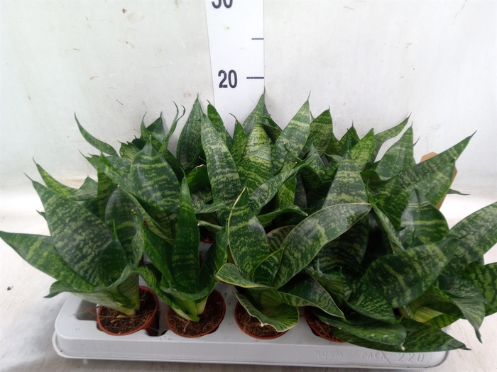 <h4>Sansevieria trifa. 'Hahnii'</h4>