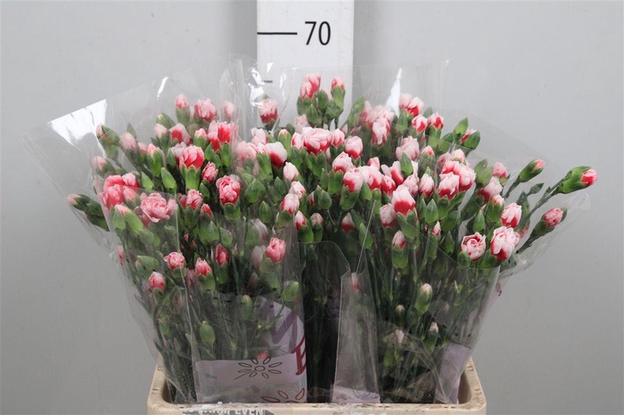 <h4>Di Tr Swing</h4>