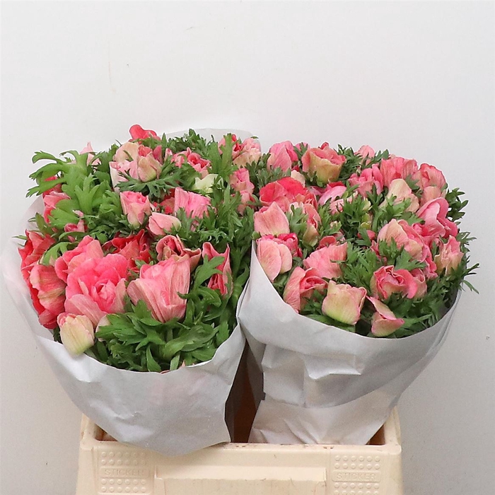 <h4>Anemone mistral plus pinkie</h4>