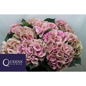 Hydr M Royal Love Pink Classic