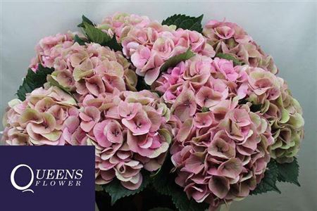 <h4>Hydr M Royal Love Pink Classic</h4>
