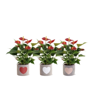 Anthurium Diamond Red in Jolijn 2 ceramics