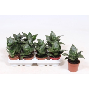 Sansevieria trifa. 'Hahnii'