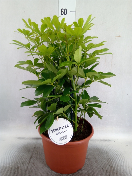 Schefflera arbor. 'Nora'