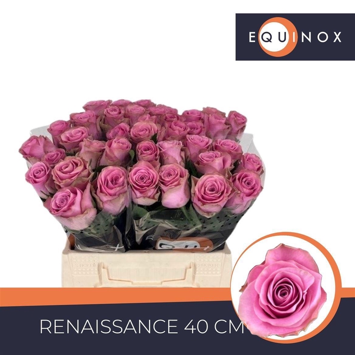 <h4>R GR RENAISSANCE</h4>