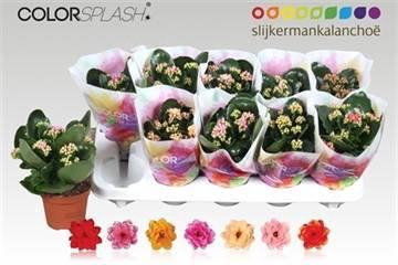 <h4>KAL GE GEM 7 KL</h4>