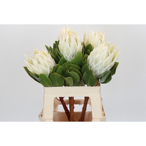 Protea Cyn. Ayoba Arctic Ice
