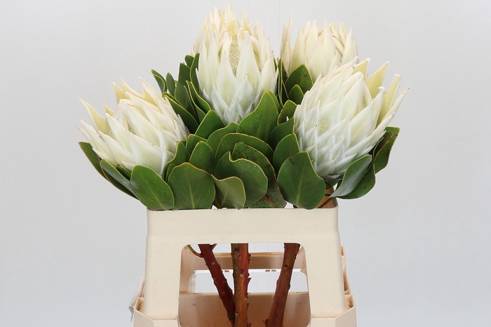 <h4>Protea Cyn. Ayoba Arctic Ice</h4>