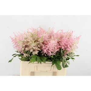 ASTIL JA EUROPA 060CM