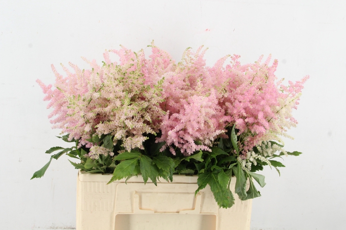 <h4>ASTIL JA EUROPA 060CM</h4>