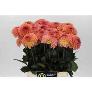 Dahlia Chanel
