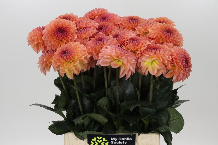 Dahlia Chanel