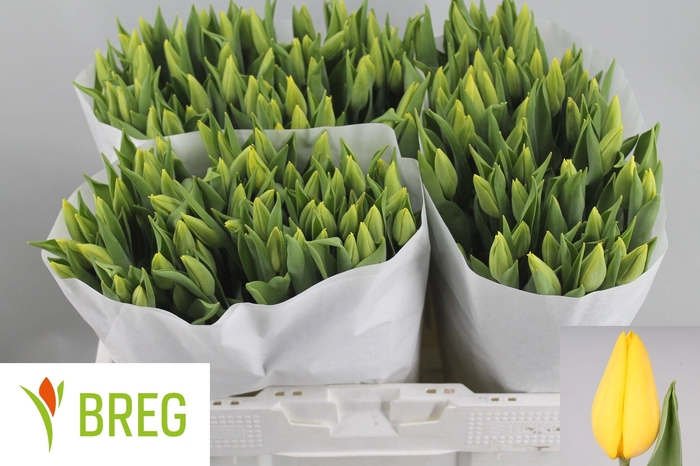 <h4>TU EN STRONG GOLD</h4>