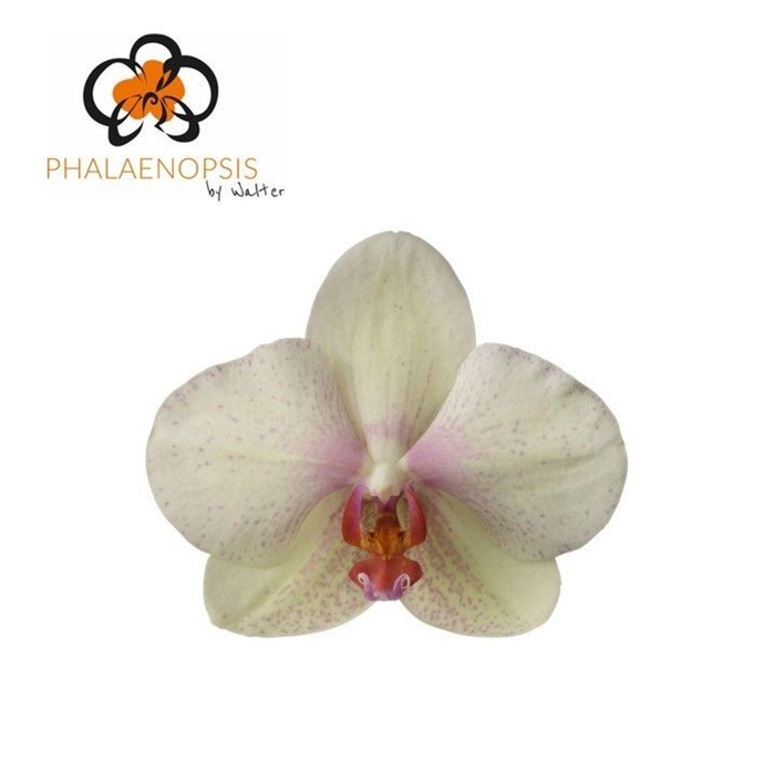 <h4>Phalaenopsis  'Omega'</h4>