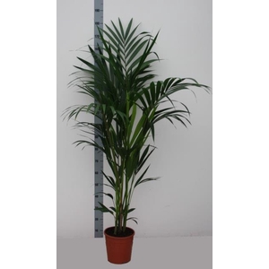 HOWEA FORSTERIANA