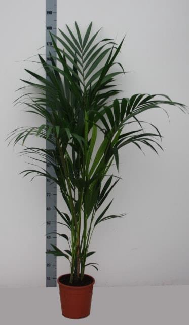 HOWEA FORSTERIANA