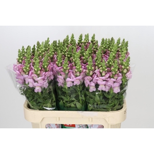 Antirrhinum Maryland lavender