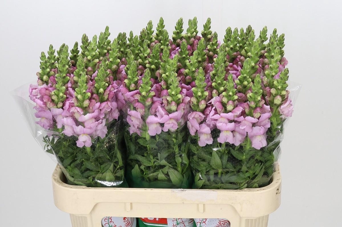 <h4>Antirrhinum Maryland lavender</h4>
