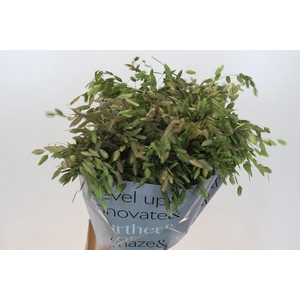Chasmanthium Green