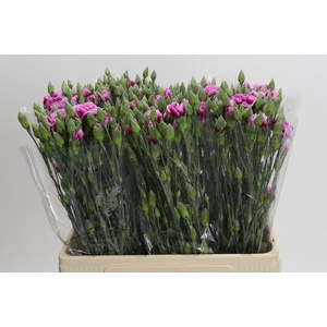 Dianthus Sp Celtic