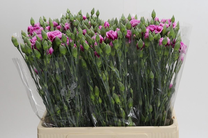 <h4>Dianthus Sp Celtic</h4>