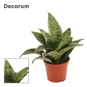 Sansevieria Hahnii 9 cm Silver Hahnii(Decorum)