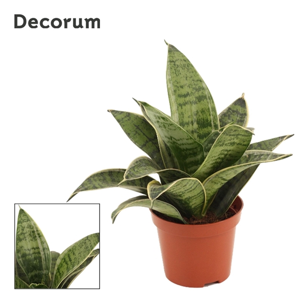 <h4>Sansevieria Hahnii 9 cm Silver Hahnii(Decorum)</h4>