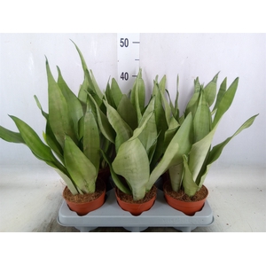 Sansevieria trifa. 'Moonshine'
