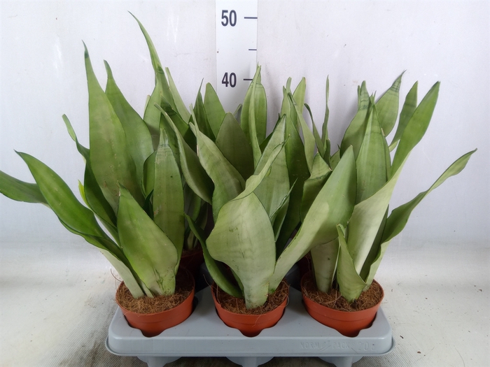 <h4>Sansevieria trifa. 'Moonshine'</h4>