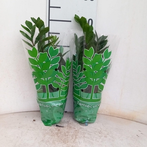 ZAMIO ZAMIIFOLIA