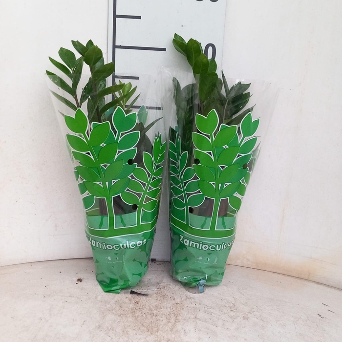 <h4>ZAMIO ZAMIIFOLIA</h4>