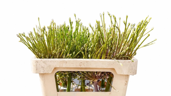 <h4>ALLIUM SCHUBERTII</h4>