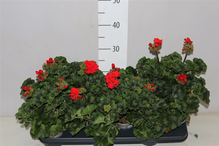 <h4>Pelargonium Zonale Rood</h4>