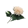 Dahlia Spider Cafe au Lait