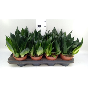 Sansevieria   ...