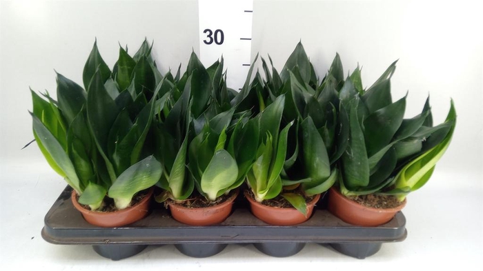 <h4>Sansevieria   ...</h4>