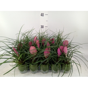 Tillandsia cyanea 'Anita'