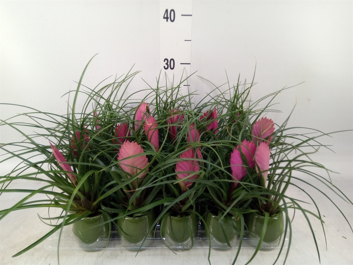 <h4>Tillandsia cyanea 'Anita'</h4>