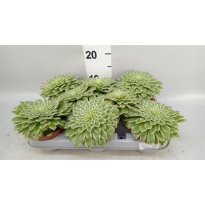 Aeonium tabuliforme